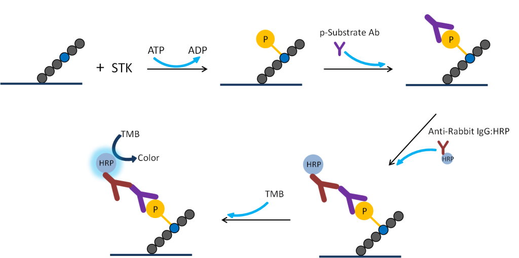 Simple Rapid NonRadioactive Colorimetric Assay Kits Immunechem